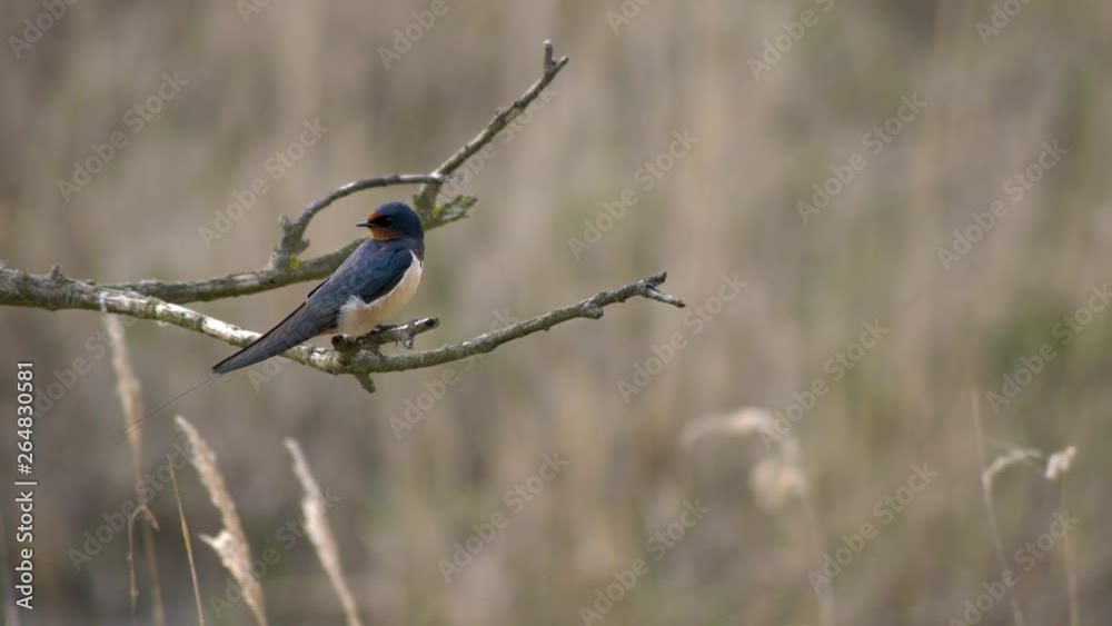 European Barn Swallow sitting on a branch before taking off flying and coming back in Amager Faelled Copenhagen Denmark spring 4K European Barn Swallow sitting on a branch before taking off flying and coming back in Amager Faelled Copenhagen Denmark spring 4K