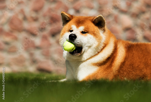 Japanese Akita walks outdoors