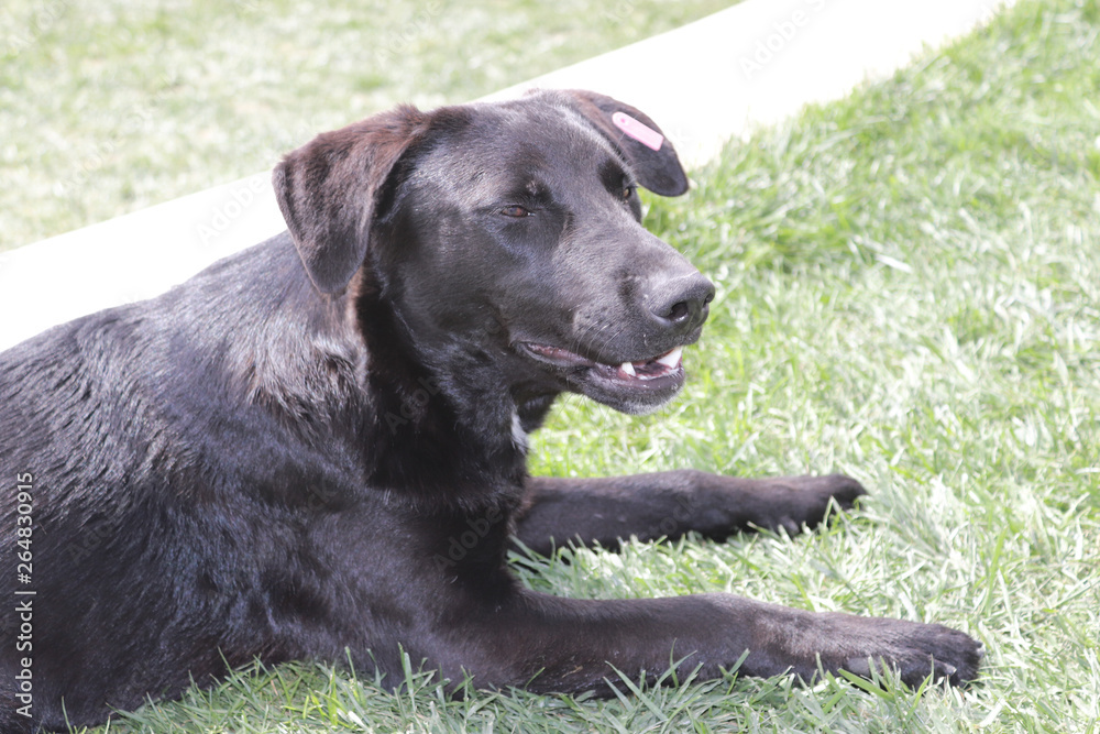 Street Dog sitting on the grass