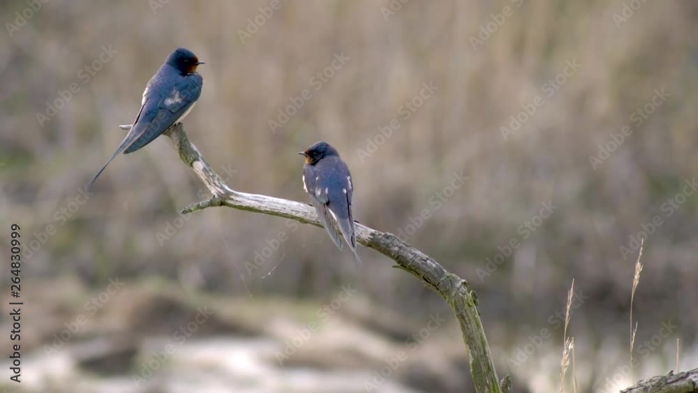 A pair of European barn swallow mating ritual talking before taking off flying in Amager Faelled Copenhagen Denmark spring 4K with audio