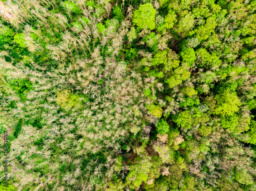 Aerial drone view of field, trees and forest in agriculture land. Top look to meadow near village and farm. Beautiful green fresh crop on spring day after rain Aerial drone view of field, trees and forest in agriculture land. Top look to meadow near village and farm. Beautiful green fresh crop on spring day after rain