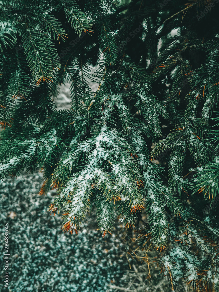 Green pine tree branches with needlescovered with snow on snowy winter cold day outside outdoors. Textured background. Dark low key mood.