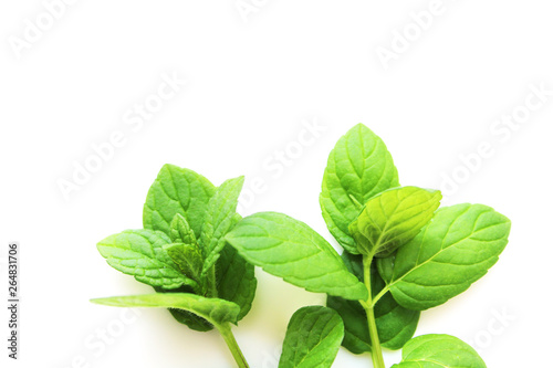 Mint leaves fresh 