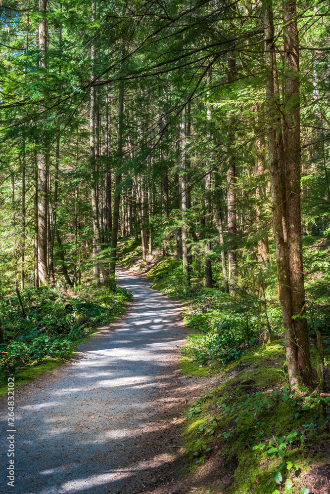 Fototapeta premium Zobacz na szlaku w parku. Rice Lake. Vancouver. Kanada.