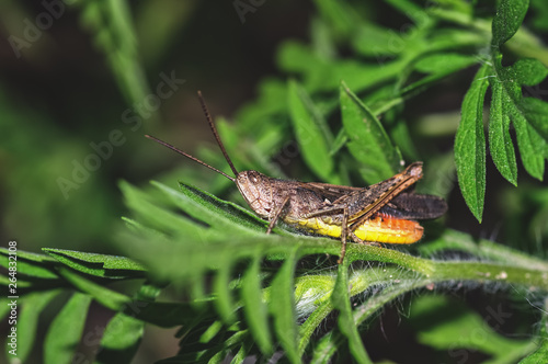 Landscape close-up full body of dark brown grasshopper, go to the left side