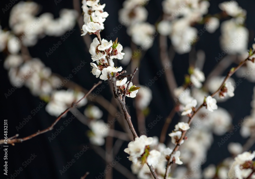The apricot branches with beautiful white flowers. Spring. The apricot branches with beautiful white flowers. Spring.