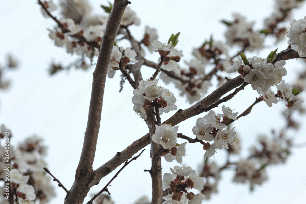 The apricot branches with beautiful white flowers. Spring. The apricot branches with beautiful white flowers. Spring.