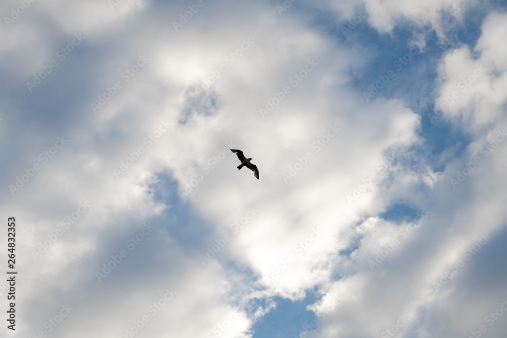 Obraz premium Bird in the Sky