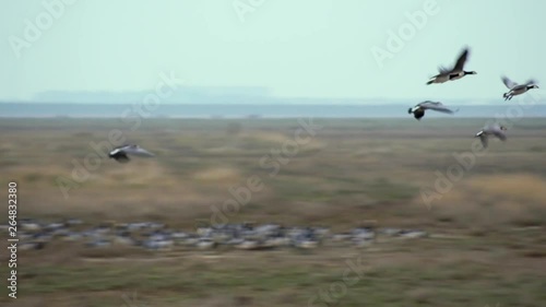 Big flock of grey goose geese flying and landing at big dry grass land savannah Amager Faelled Copenhagen Denmark 4K with sound photo