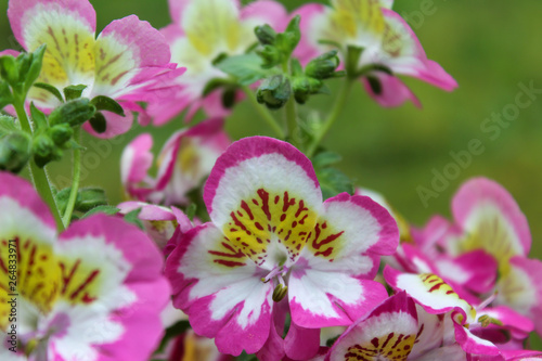 Pink bl  hende Spaltblumen  auch Schmetterlingsblumen und Bauernorchideen  Schizanthus x wisetonensis  in einer Nahaufnahme