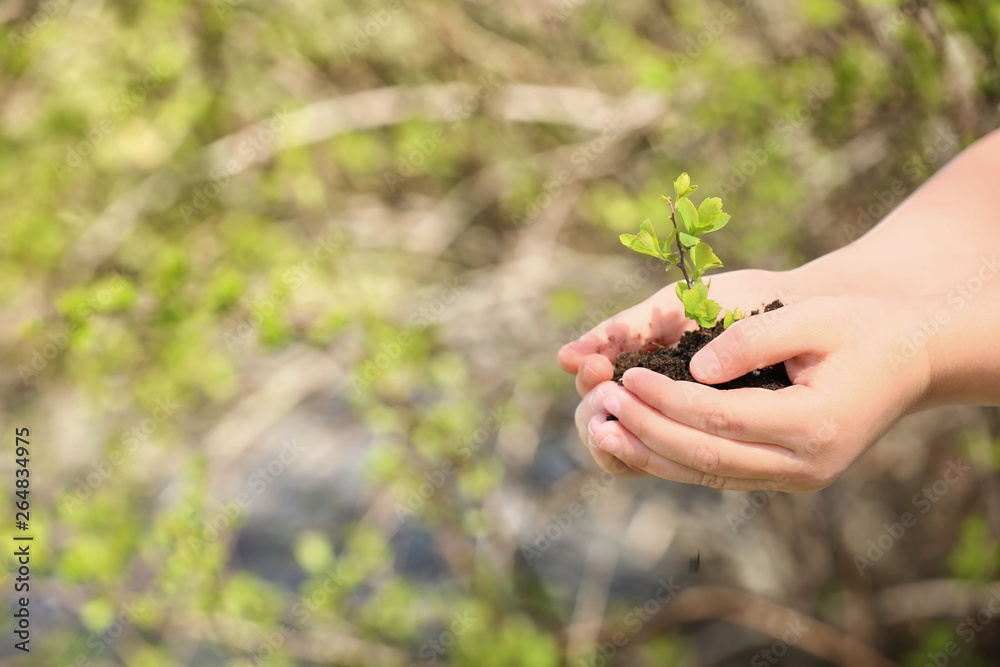 Hands of child with young plant outdoors Hands of child with young plant outdoors