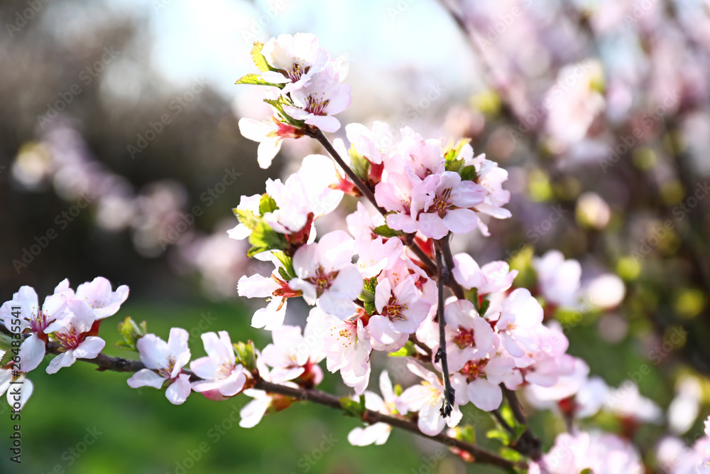 Beautiful blossoming tree branches outdoors Beautiful blossoming tree branches outdoors