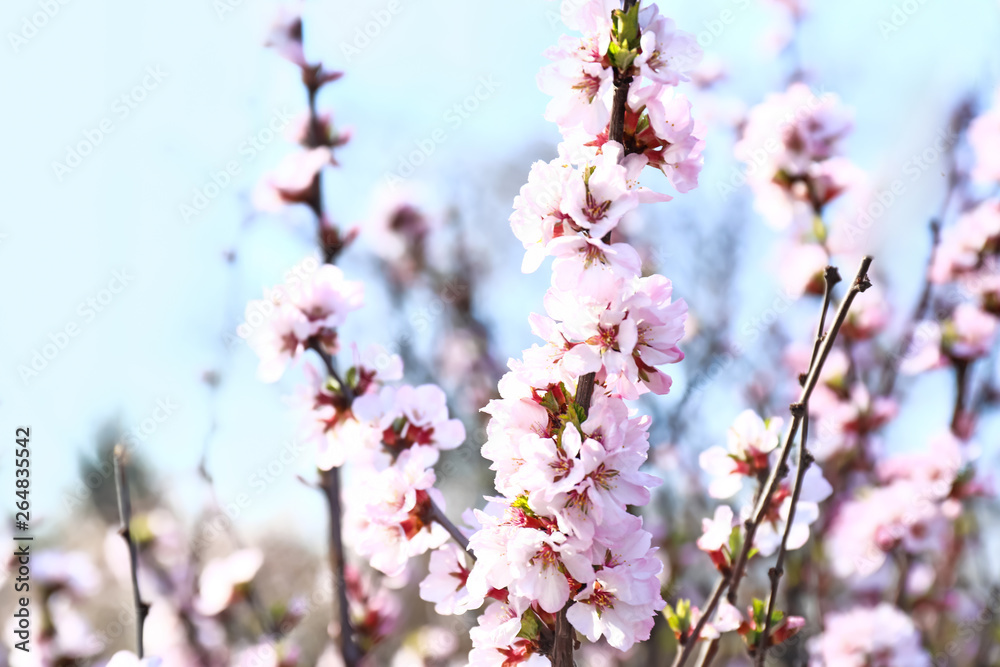 Beautiful blossoming tree branch outdoors Beautiful blossoming tree branch outdoors