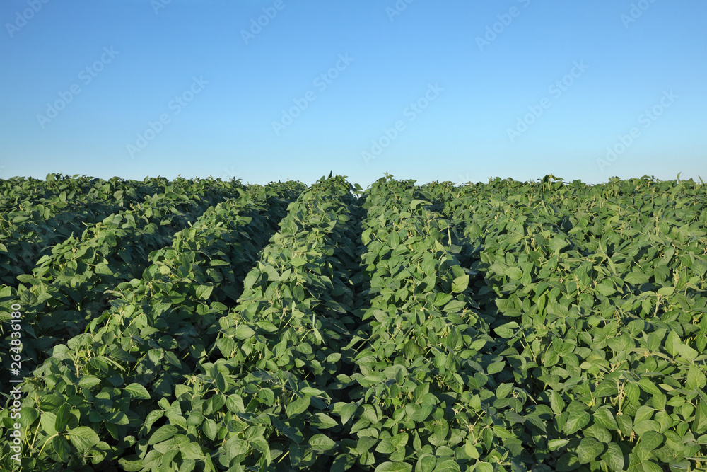 Agriculture, soybean plant in field