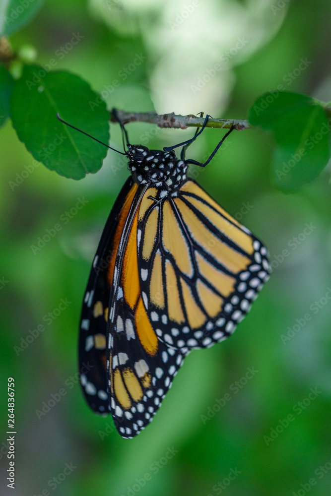 Obraz premium MonarchButterfly-April2019-4