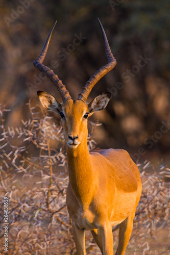 A lone male Impala (Aepyceros Melampus) looking at the camera at sunset in Dikhololo Game Reserve, South Africa photo