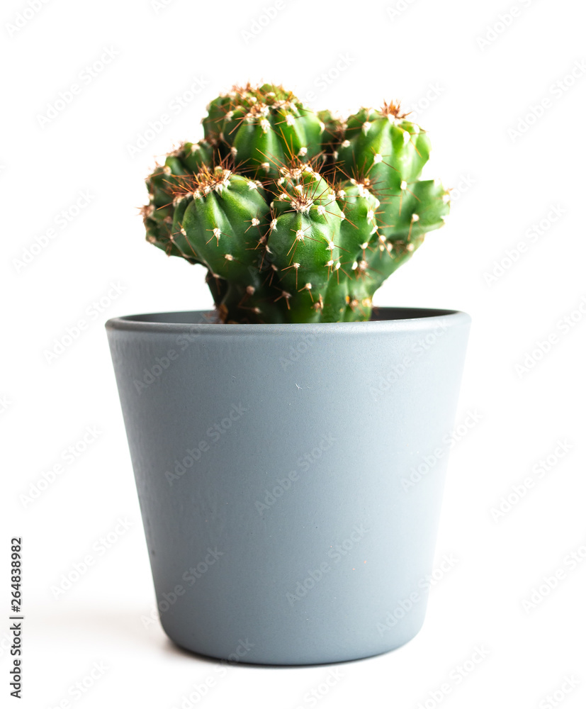 Fototapeta premium Cactus isolated. Closeup Cacti front view in ceramic pot on white background. Collection. 