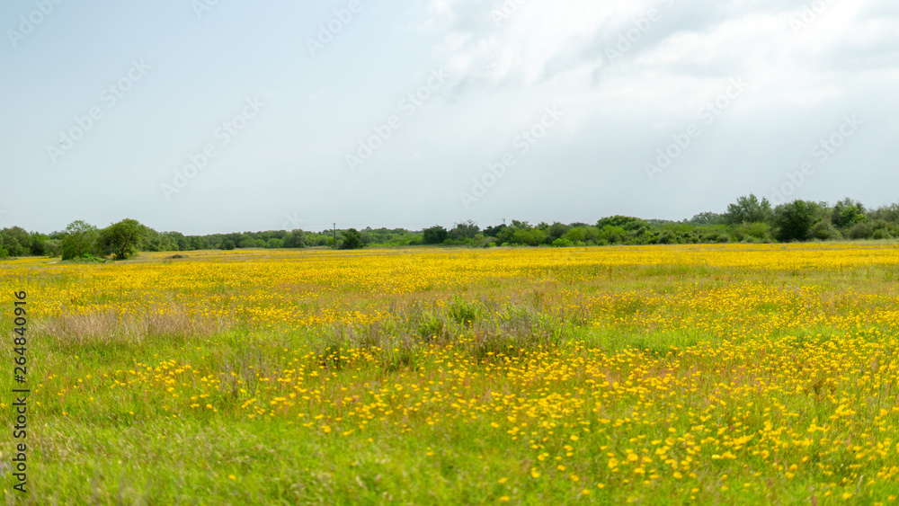 Fototapeta premium Yellow Field