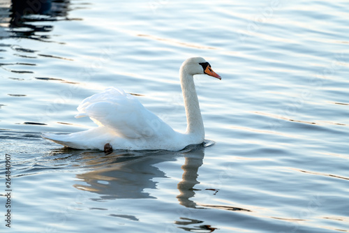 Mute swan