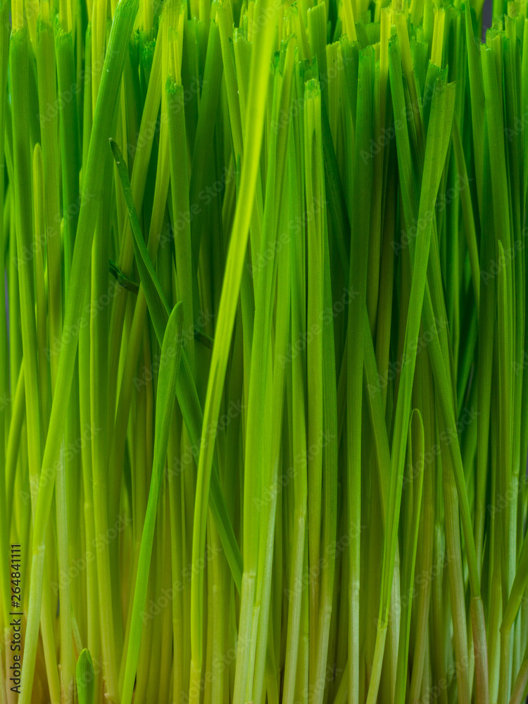 Close up of micro green sprouts, wheatgrass Close up of micro green sprouts, wheatgrass