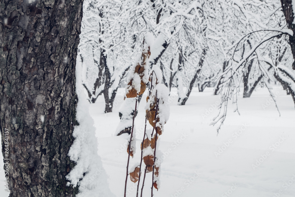 custom made wallpaper toronto digitalsnow falling in the winter garden