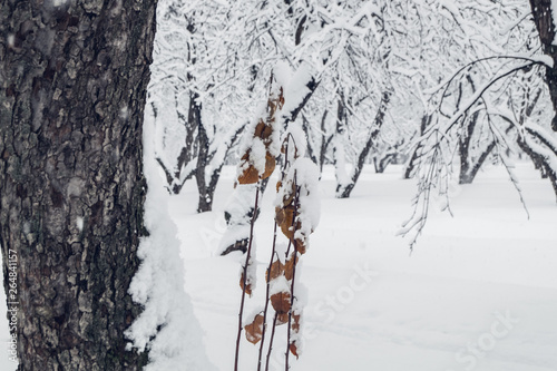 Wallpaper Mural snow falling in the winter garden Torontodigital.ca
