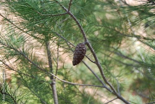 Pine Tree and Pine Cones