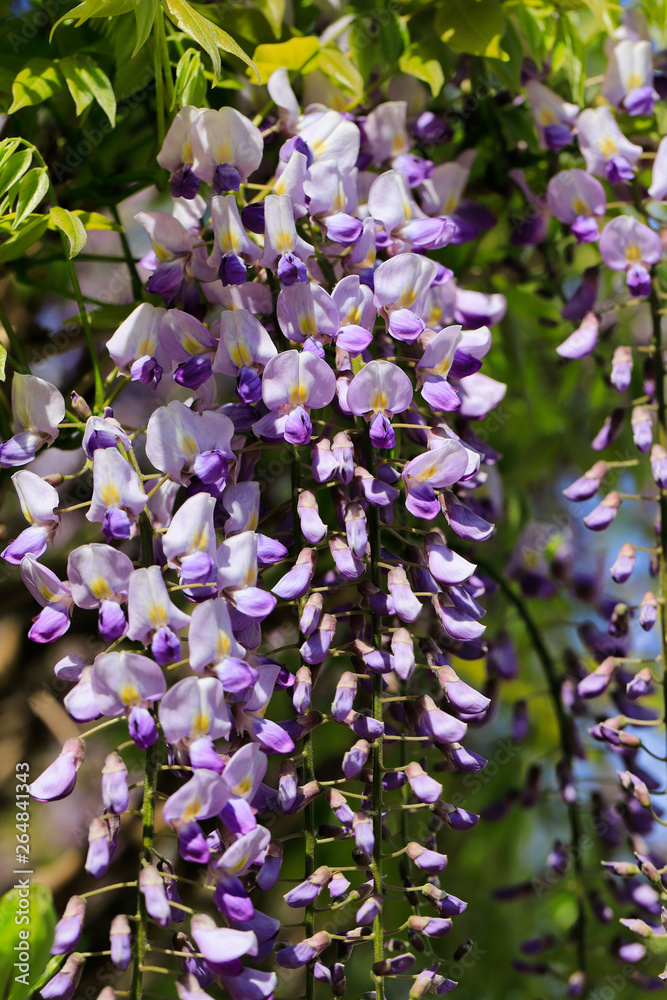 View of chinese wisteria sinensis flowering plants with hanging racemes View of chinese wisteria sinensis flowering plants with hanging racemes