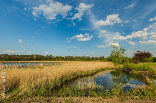 View of spring rural landscape with little lake. Yellow reeds, birch tree with fresh leaves, dirty soil and green grass on shore. Sunny day with bright blue sky and white clouds in the Czech Republic. © Lioneska