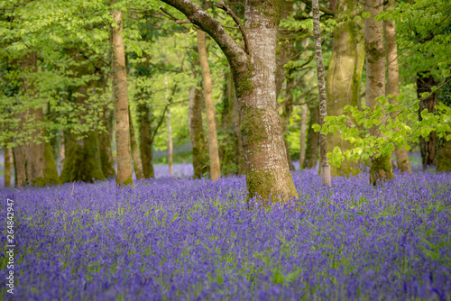 Fototapeta Naklejka Na Ścianę i Meble -  Bluebell woodland in the spring at Lanhydrock, Cornwall, UK