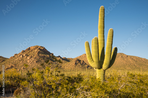 A large saguaro cactus dominates this arid Sonoran desert landscape