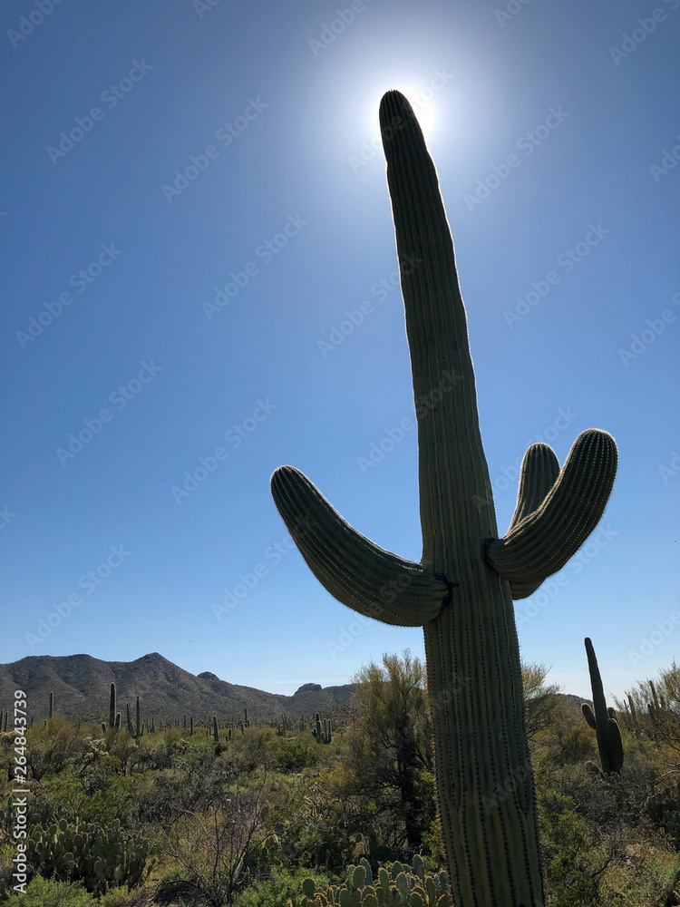 A large saguaro cactus dominates this arid Sonoran desert landscape