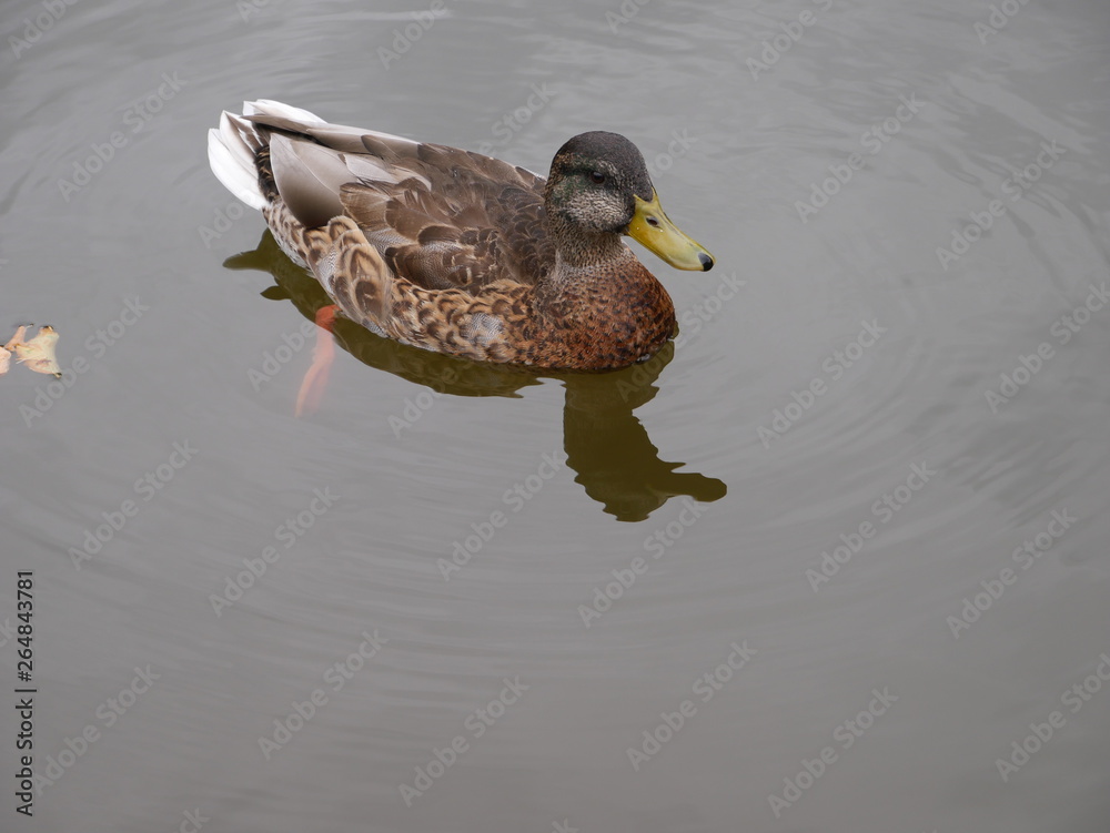 Fototapeta premium Ente