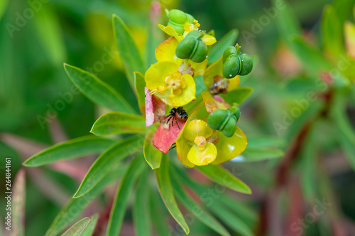 Photos Particolare di Euphorbia dendroides con ragno in attesa di una preda