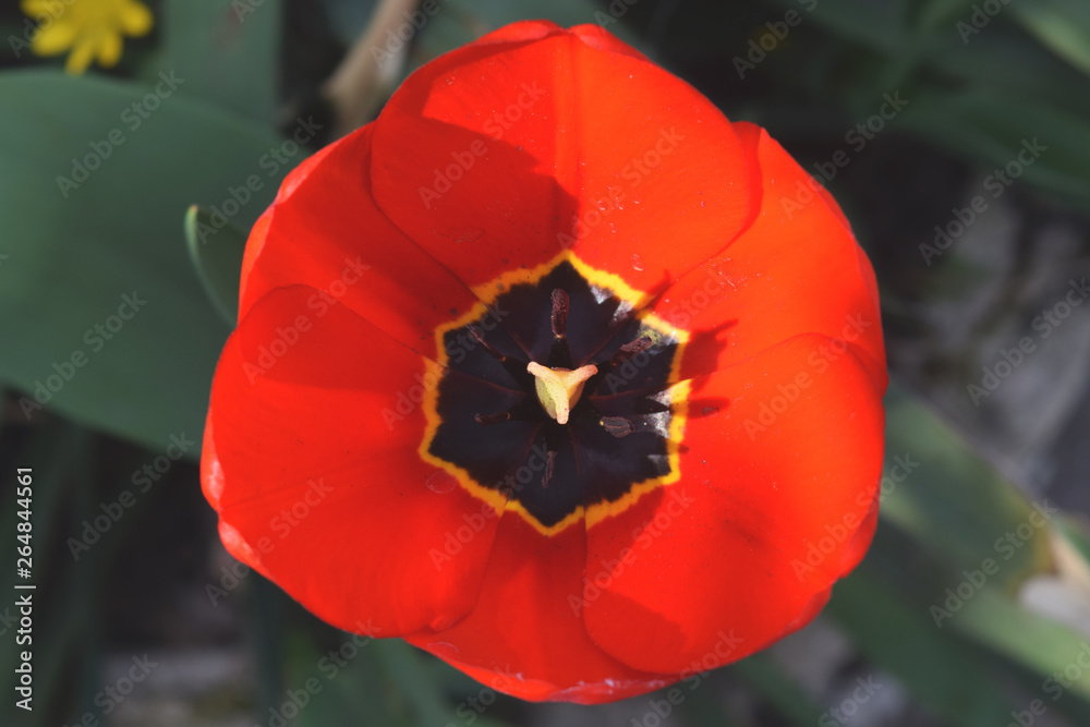 Red Tulip blooms in spring, wild nature background for your needs Red Tulip blooms in spring, wild nature background for your needs