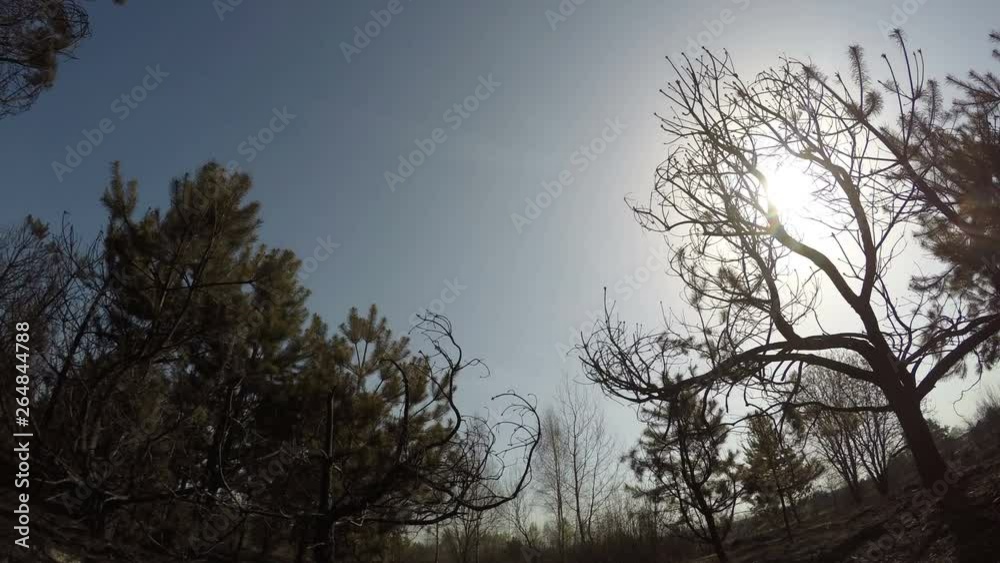 Burned forest, panorama rotating time lapse of trees after wildfire, ecological catastrophe, disaster Burned forest, panorama rotating time lapse of trees after wildfire, ecological catastrophe, disaster