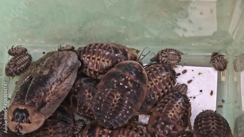 Many big ugly madagascar cockroaches Gromphadorhina potentosa crawling in a plastic terrarium photo