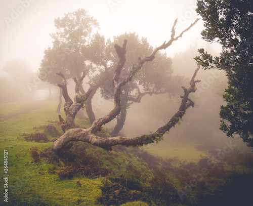 tree in the fog on madeira island