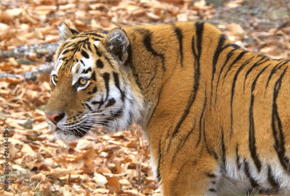 Naklejka premium Tigr siberian