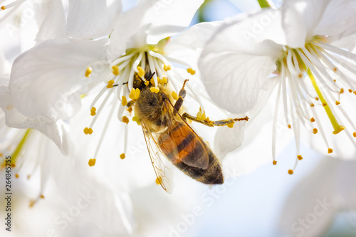 eine Honigbiene sammelt an weiße Kirschblüten Honig photo