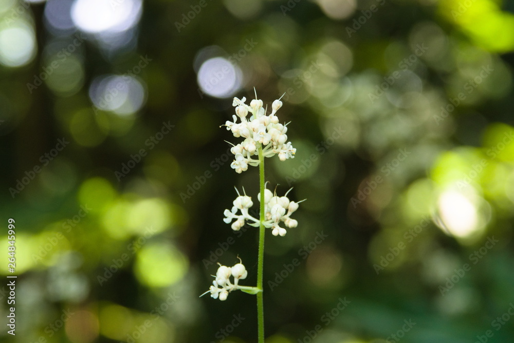 white flower in the garden