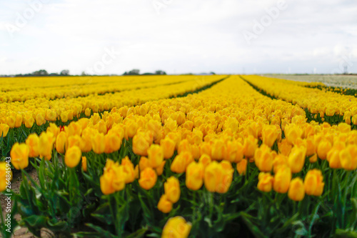 Tulpenfeld