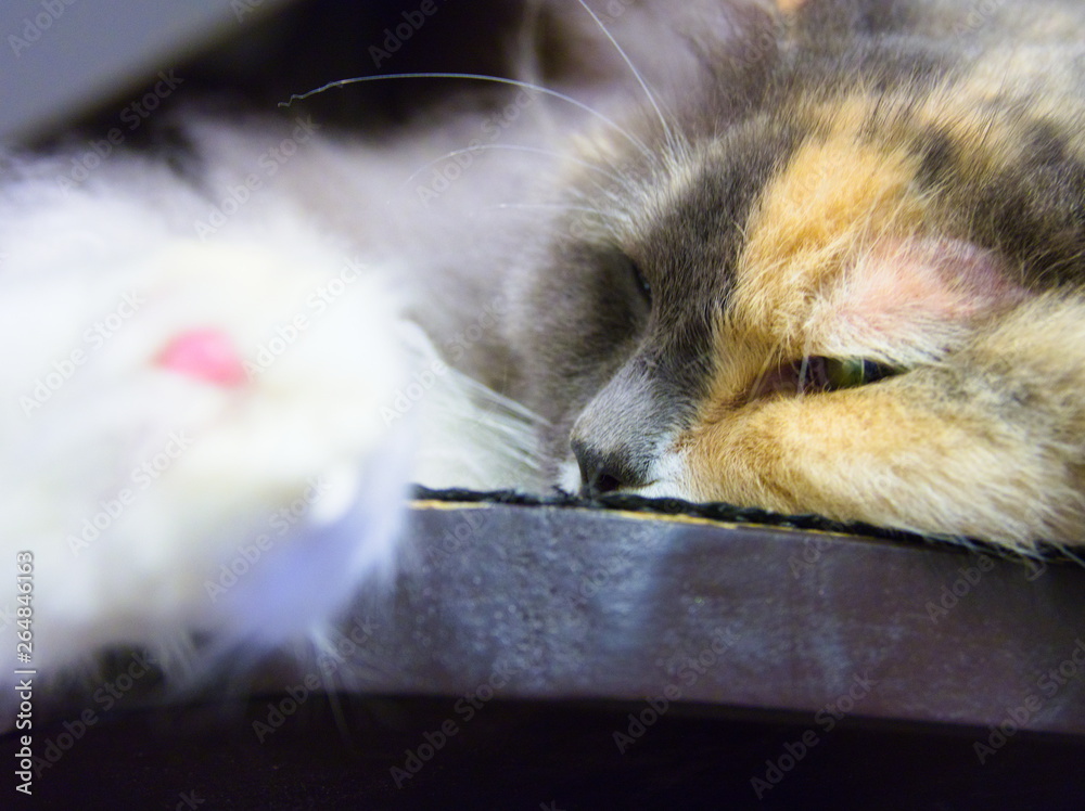portrait of a cat