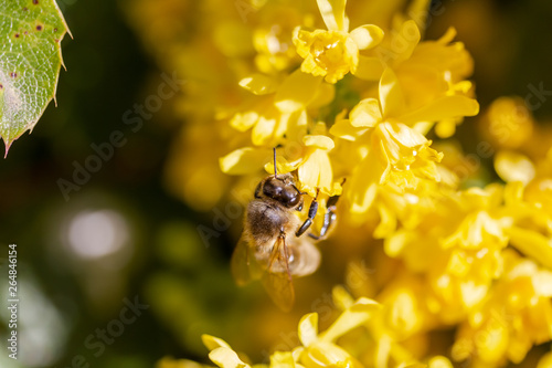 eine Honigbiene sammelt an einer Blume (Mahonie) Honig © Robert Leßmann