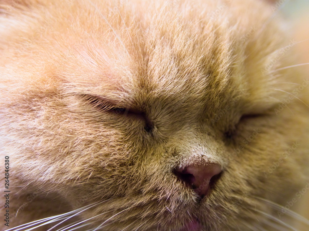 portrait of a cat