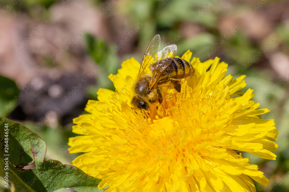 eine Honigbiene sammelt an einer Blume (Löwenzahn) Honig eine Honigbiene sammelt an einer Blume (Löwenzahn) Honig