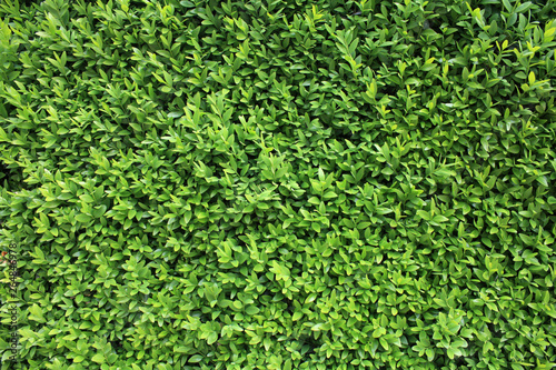 Background wallpaper texture with green leaves.