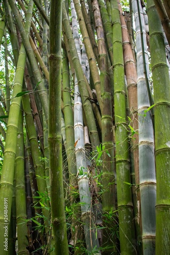Fototapeta Naklejka Na Ścianę i Meble -  Giant Bamboo Stalks