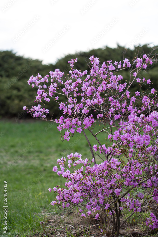 Obraz premium Blooming pink rhododendron in the Grishka Botanical Garden, Kiev, Ukraine