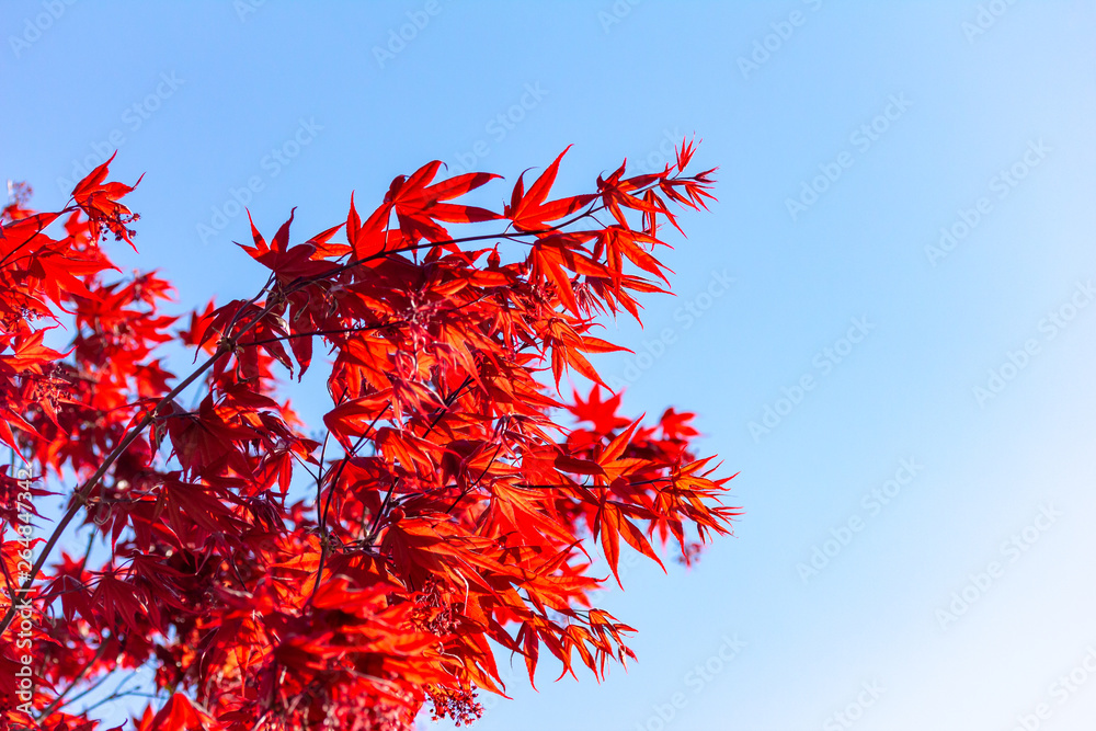 ein Baum (Blutahorn) vor blauem Himmel und Sonnenschein ein Baum (Blutahorn) vor blauem Himmel und Sonnenschein